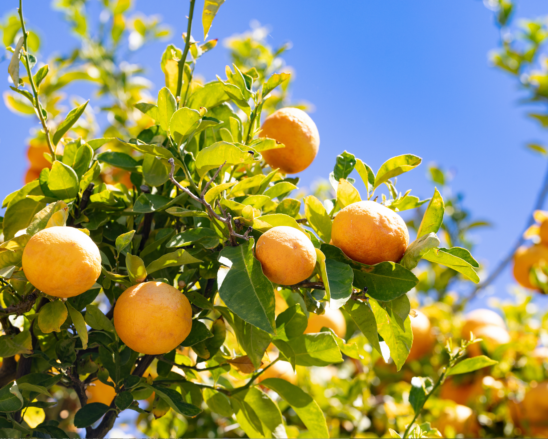 Citrus trees All Natural 